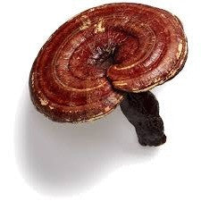 Reishi & Hawaiian Cinnamon Cacao Tea-2