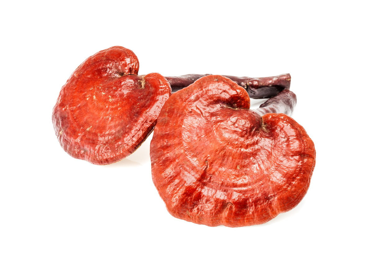 Reishi & Hawaiian Cinnamon Cacao Tea-3